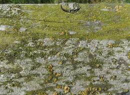 Moss Wood Weave