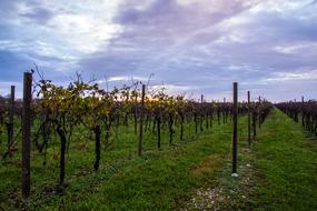 Vineyard Autumn