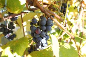 The Grapes Autumn