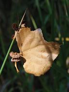 Leaf Dry Autumn