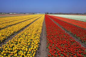Tulips Flower Field red yellow Holland