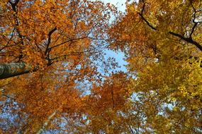 Trees Fall Leaves in october