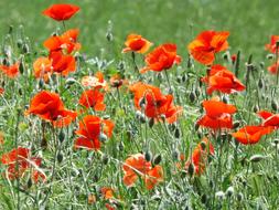 red Poppies Flowers Blossom