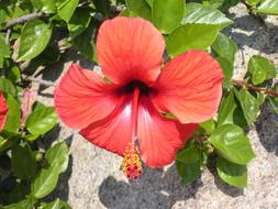 Hibiscus Flower Red stone wall