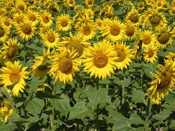 yellow Sunflower Field Flowers