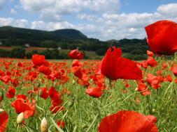 Poppy Summer Red green