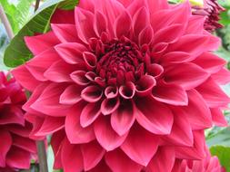 beautiful Dahlia Flower Pink