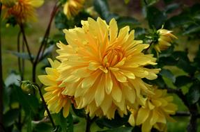 Dahlia with big fluffy Yellow Flowers