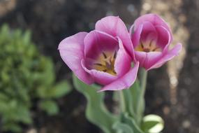 two Violet tulips in garden at Spring