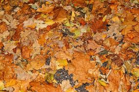 Autumn Leaves Golden foliage