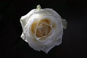 lush white rose on a black background