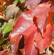 Autumn Leaves Colorful