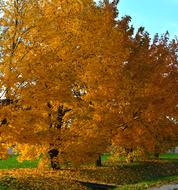 Autumn Wood