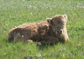 Highland Cattle Scottish