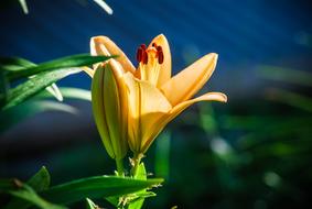 yellow garden Lily Flower