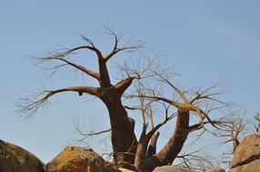 Baobab Tree