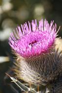 Thistle Flower, macro