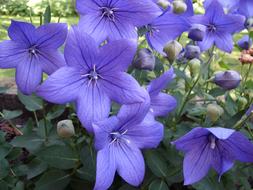 Flowers Purple Platycodon