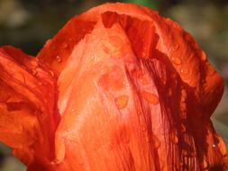 red poppy in drops of water close-up on a blurred background