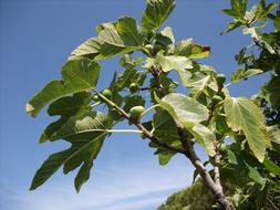 Green Leaves Tree branches