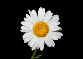 Beautiful, white and yellow oxeye daisy flower, at black background