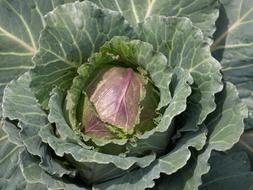green and purple Cabbage plant, top view