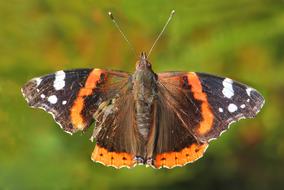 Red Admiral Vanessa Butterfly