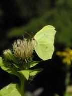 Gonepteryx Rhamni Butterfly