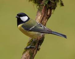 Colorful enchanting Tit Mouse Sword bird on the branch