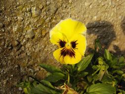 Pansy, plant with yellow and brown Flower on soil