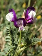 Milkvetch Blossom green leaf