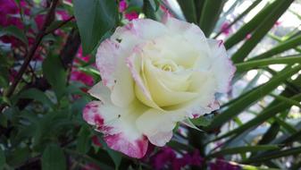 Close-up of the beautiful, purple, white and yellow rose flower, among the green leaves
