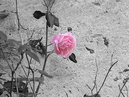 Beautiful, blossoming pink rose flower at black and white background with plants and leaves