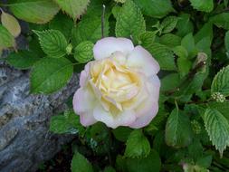 macro photo of a bright white rose