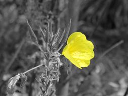 yellow flower in monochrome garden