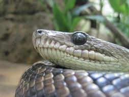 Snake Eye Close Up