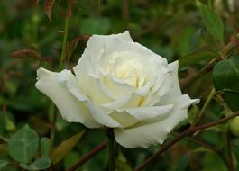 white Rose Bloom Blossom