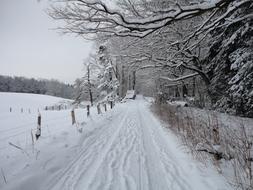 Snow Winter Path