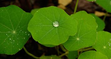 Leaf Drops Of Water Green