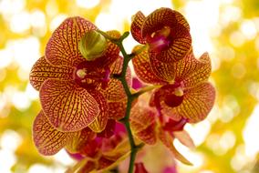 Orchid Flower red yellow
