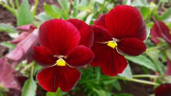 Pansy Red Flower in the garden on a blurred background