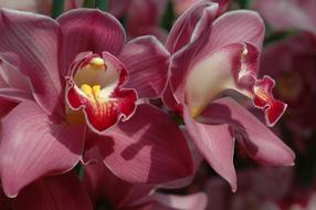 Orchid, gorgeous pink Flowers close up
