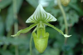 Cypripedium, Green slipper Orchid Flower
