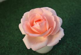 Rose Pink and green grass