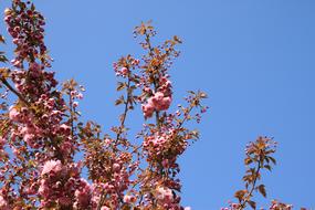 Beautiful, blossoming ornamental cherry with the colorful flowers, under the blue sky