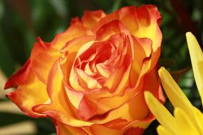 Close-up of the beautiful and colorful rose, flower, near the yellow flower