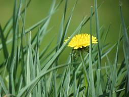 gren Grass Dandelion yellow