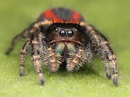 Jumping Spider Hairy