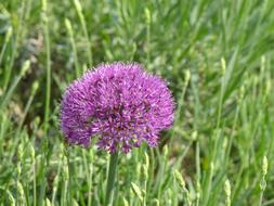 Beautiful, purple, fluffy flower, among the green grass