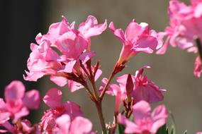 Flower Azalea Spring pink